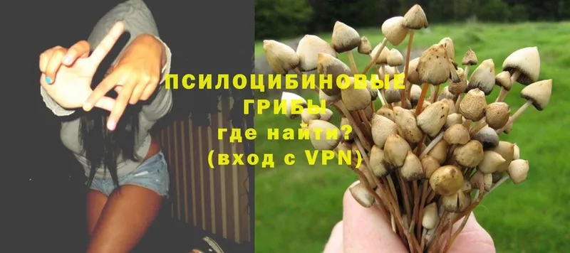 Псилоцибиновые грибы Psilocybine cubensis  маркетплейс как зайти  Прокопьевск 